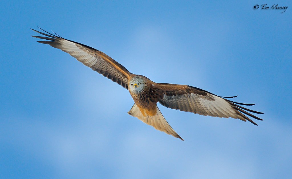 Red Kite 271110_2_3.jpg